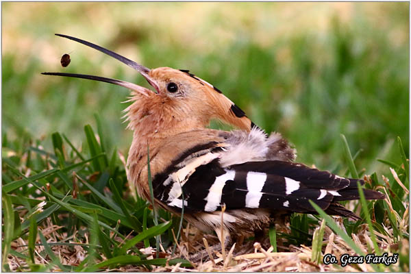 05_hoopoe.jpg - Hoopoe, Upupa epops , Pupavac, Location: Gran Canaria, Spain