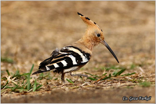 06_hoopoe.jpg - Hoopoe, Upupa epops , Pupavac, Location: Gran Canaria, Spain