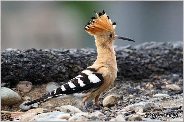 07_hoopoe.jpg - Hoopoe, Upupa epops , Pupavac, Location: Gran Canaria, Spain