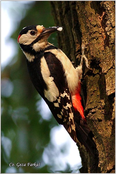 10_great_spotted_woodpecker.jpg - Great spotted woodpecker, Dendrocopos major, Veliki detlic, Location: Novi Sad, Serbia