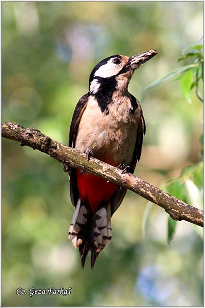 11_great_spotted_woodpecker.jpg - Great spotted woodpecker, Dendrocopos major, Veliki detlic, Location: Novi Sad, Serbia