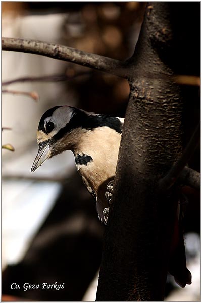 17_great_spotted_woodpecker.jpg - Great spotted woodpecker, Dendrocopos major, Veliki detlic, Location: Novi Sad, Serbia
