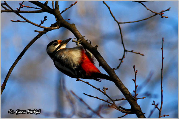 18_great_spotted_woodpecker.jpg - Great spotted woodpecker, Dendrocopos major, Veliki detliÄ , Location Mesto: Novi Sad, Serbia