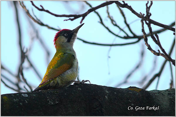 42_green_woodpecker.jpg - Butterflies Large White,  Cabbage Butterfly Pieris brassicae