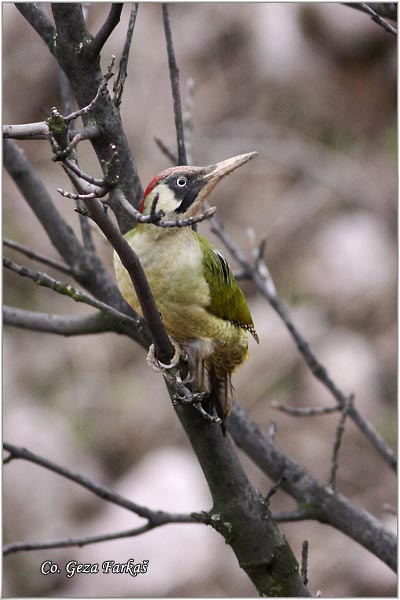 45_green_woodpecker.jpg - Green Woodpecker, Picus viridis, Zelena una , Location Mesto: Fruka gora, Serbia