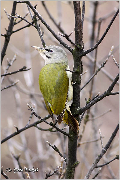 56_grey-headed_woodpecker.jpg - Grey-headed woodpecker, Picus canus, Siva una, Location: Fruka gora, Serbia