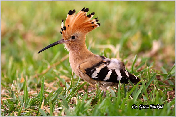 vertmustra.jpg - Hoopoe, Upupa epops , Pupavac, Location: Gran Canaria, Spain