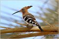 03_hoopoe