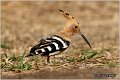 06_hoopoe