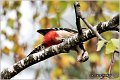 14_great_spotted_woodpecker