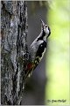 20_syrian_woodpecker