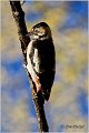 21_syrian_woodpecker