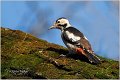 22_syrian_woodpecker