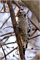 30_lesser_spotted_wodpecker
