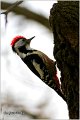 35_middle_spotted_woodpecker