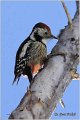 36_middle_spotted_woodpecker