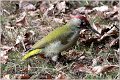 47_green_woodpecker