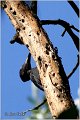 67_black_woodpecker