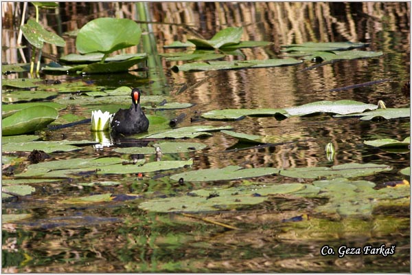 02_moorhan.jpg - Moorhan, Gallinula chloropus, Barska kokica Mesto - Location:Temerin