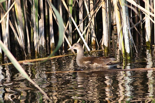 03_moorhan.jpg - Moorhan, Gallinula chloropus, Barska kokica Mesto - Location: River Jegrièka