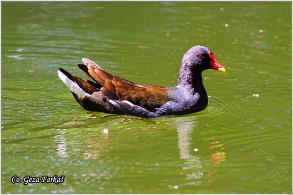 04_moorhan.jpg - Moorhan, Gallinula chloropus, Barska kokica, Location - Mesto: Lisabon, Portugalia