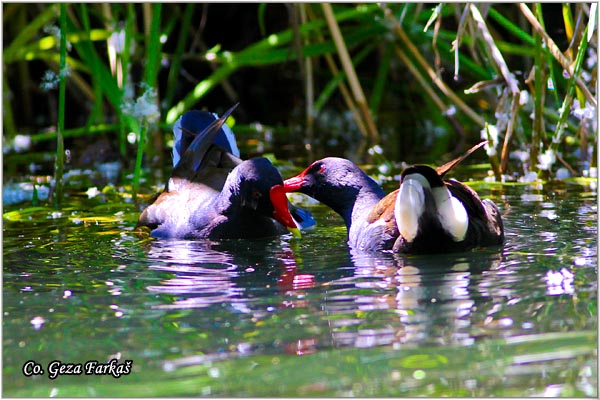 05_moorhan.jpg - Moorhan, Gallinula chloropus, Barska kokica, Location - Mesto: Lisabon, Portugalia