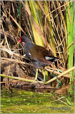 06_moorhan.jpg - Moorhan, Gallinula chloropus, Barska kokica Mesto - Location:Tomaevac Serbia