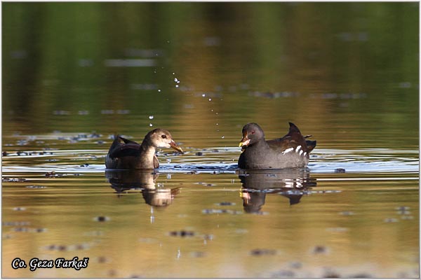 10_moorhan.jpg - Moorhan, Gallinula chloropus, Barska kokica Mesto - Location: Koviljski rit