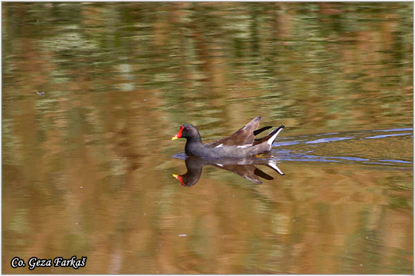 11_moorhan.jpg - Moorhan, Gallinula chloropus, Barska kokica Mesto - Location: Skhiatos Greece