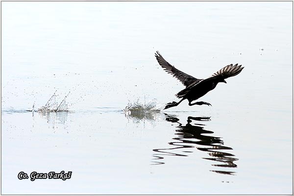 14_coot.jpg - Coot, Fulica atra, Liska,  Mesto - Location: Beèej ribnjak