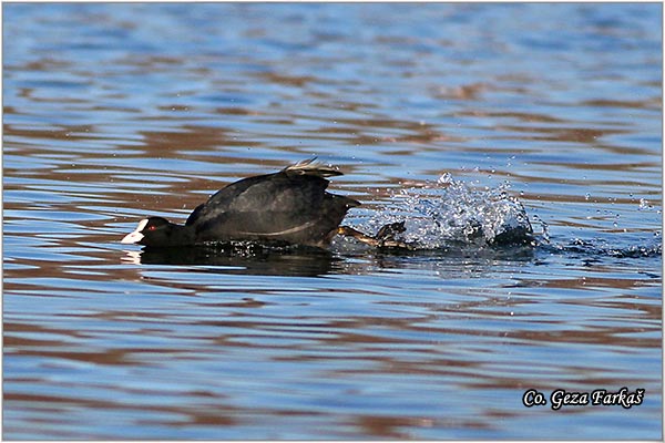 15_coot.jpg - Coot, Fulica atra, Liska,  Mesto - Location: Beèej ribnjak