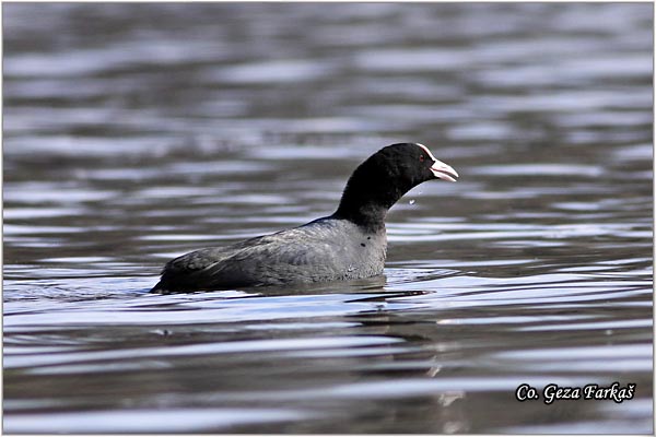 16_coot.jpg - Coot, Fulica atra, Liska,  Mesto - Location: Beèej ribnjak