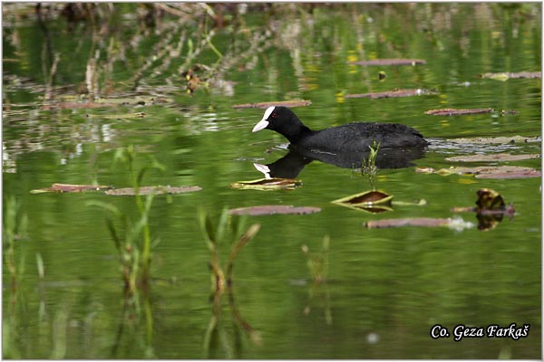 17_coot.jpg - Coot, Fulica atra, Liska,  Mesto - Location: Beèej ribnjak