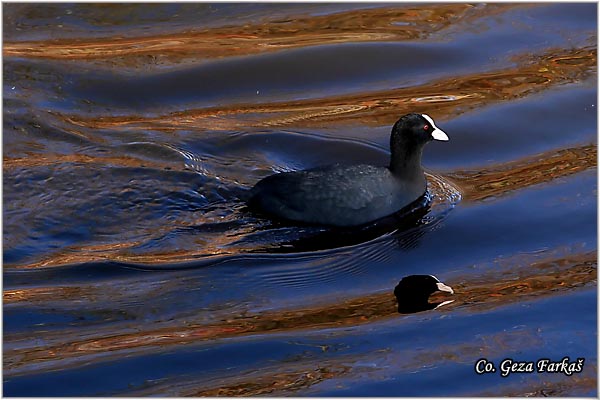 19_coot.jpg - Coot, Fulica atra, Liska,  Mesto - Location: Beèej ribnjak