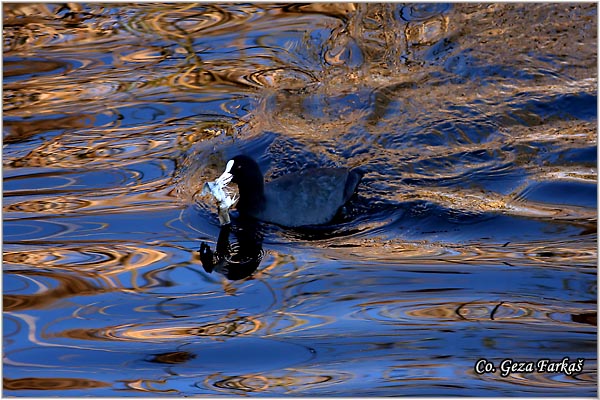 20_coot.jpg - Coot, Fulica atra, Liska,  Mesto - Location: Beèej ribnjak