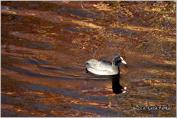 21_coot.jpg - Coot, Fulica atra, Liska,  Mesto - Location: Beèej ribnjak