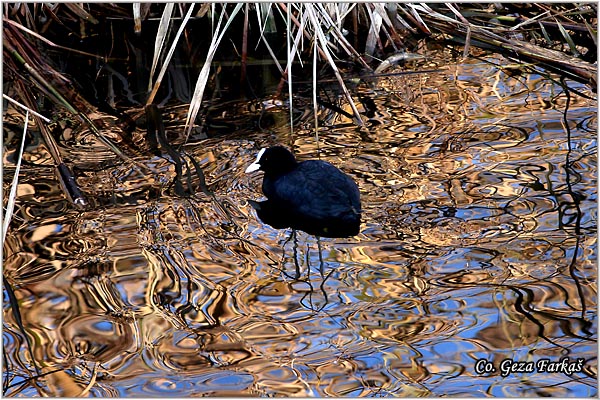 22_coot.jpg - Coot, Fulica atra, Liska,  Mesto - Location: Beèej ribnjak