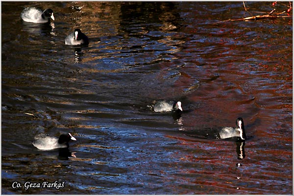 23_coot.jpg - Coot, Fulica atra, Liska,  Mesto - Location: Beèej ribnjak