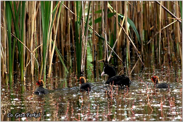 24_coot.jpg - Coot, Fulica atra, Liska,  Mesto - Location: Novi Sad