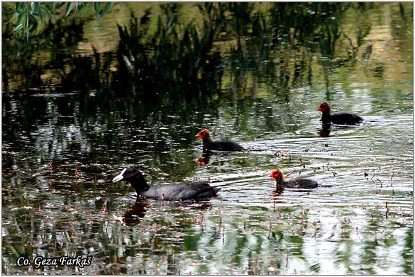 25_coot.jpg - Coot, Fulica atra, Liska,  Mesto - Location: Novi Sad