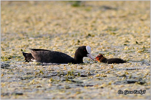 26_coot.jpg - Coot, Fulica atra, Liska,  Mesto - Location: Novi Sad