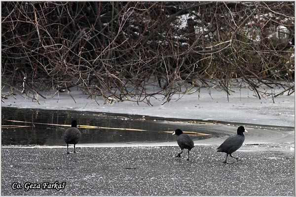 27_coot.jpg - Coot, Fulica atra, Liska,  Mesto - Location: Novi Sad