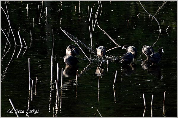 28_coot.jpg - Coot, Fulica atra, Liska,  Mesto - Location: Novi Sad