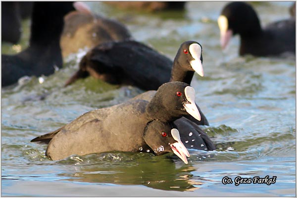 29_coot.jpg - Coot, Fulica atra, Liska,  Mesto - Location: Novi Sad