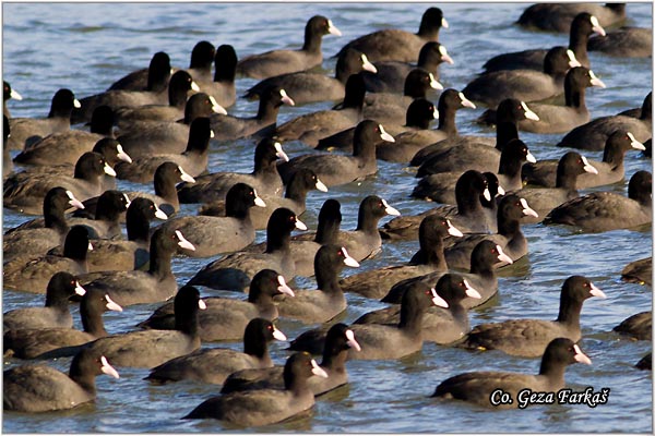 30_coot.jpg - Coot, Fulica atra, Liska,  Mesto - Location: Novi Sad