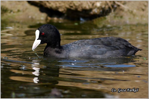 31_coot.jpg - Coot, Fulica atra, Liska,  Mesto - Location: Novi Sad