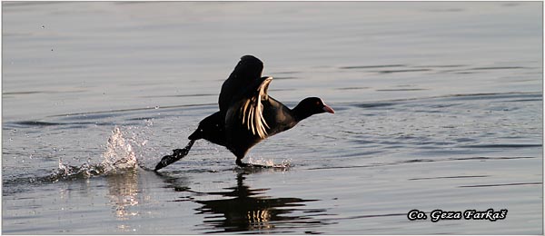 32_coot.jpg - Coot, Fulica atra, Liska,  Mesto - Location: Novi Sad