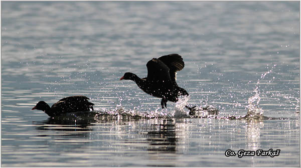 33_coot.jpg - Coot, Fulica atra, Liska,  Mesto - Location: Novi Sad