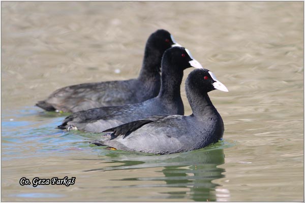 34_coot.jpg - Coot, Fulica atra, Liska,  Mesto - Location: Novi Sad