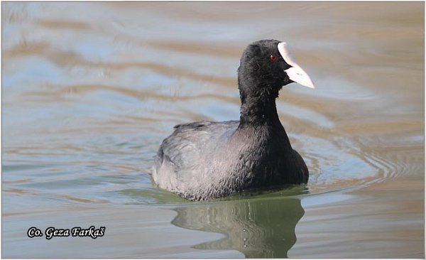 35_coot.jpg - Coot, Fulica atra, Liska,  Mesto - Location: Novi Sad